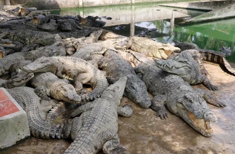 Expanding export opportunities for crocodile industry